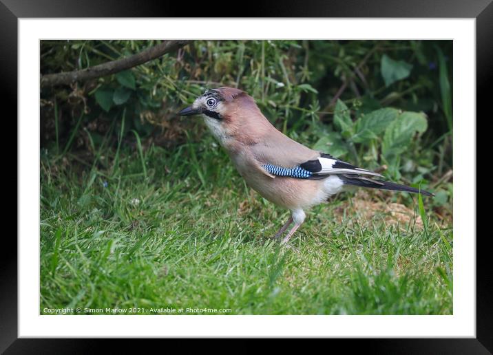 Jay on grass Framed Mounted Print by Simon Marlow