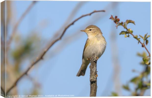 ChiffChaff perched on a tree branch Canvas Print by Simon Marlow