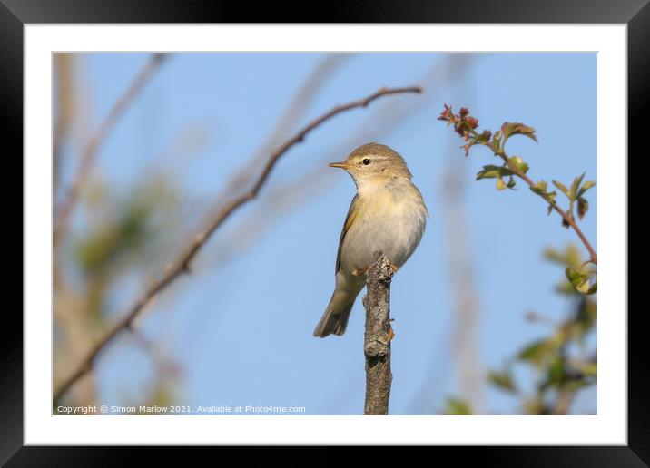 ChiffChaff perched on a tree branch Framed Mounted Print by Simon Marlow