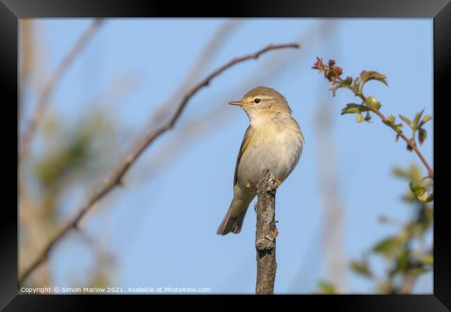 ChiffChaff perched on a tree branch Framed Print by Simon Marlow