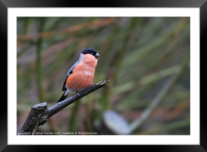 Bufffinch male on a tree branch Framed Mounted Print by Simon Marlow