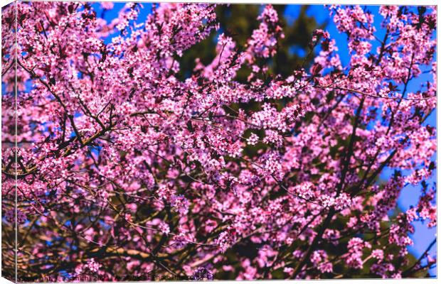 Cherry blossoms in bloom Canvas Print by eacmich 