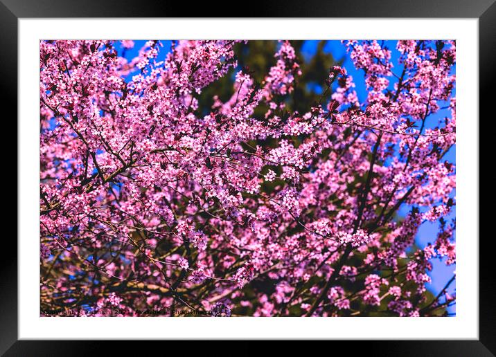 Cherry blossoms in bloom Framed Mounted Print by eacmich 