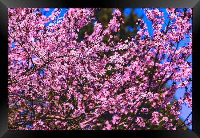 Cherry blossoms in bloom Framed Print by eacmich 