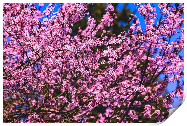 Cherry blossoms in bloom Print by eacmich 