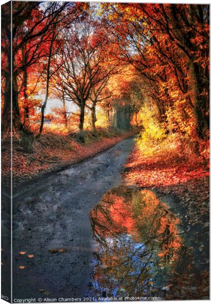 Autumn Trees Yorkshire  Canvas Print by Alison Chambers