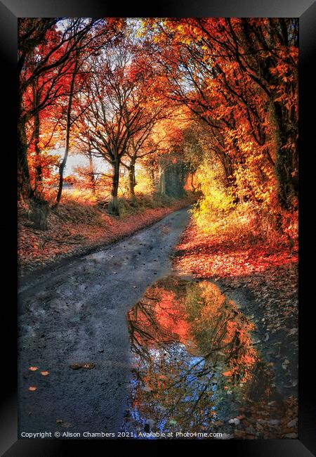 Autumn Trees Yorkshire  Framed Print by Alison Chambers