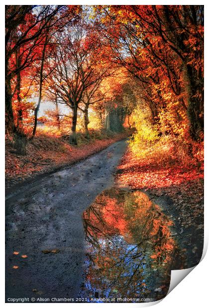 Autumn Trees Yorkshire  Print by Alison Chambers