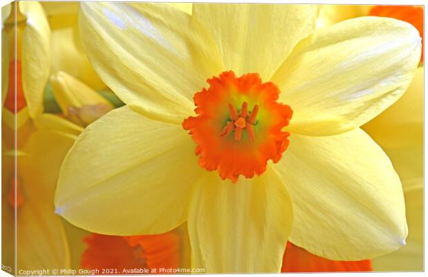 Daffodil Bloom Canvas Print by Philip Gough