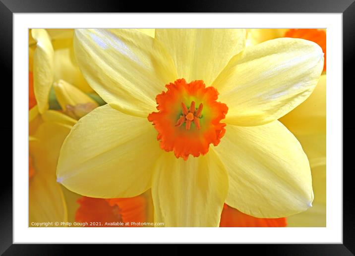 Daffodil Bloom Framed Mounted Print by Philip Gough