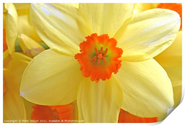 Daffodil Bloom Print by Philip Gough