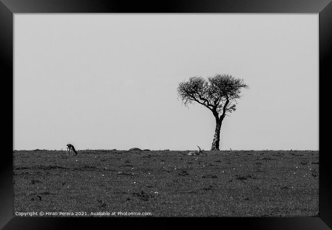 Lone Acacia Tree with Thomson's gazelle, Maasai Mara, Kenya Framed Print by Hiran Perera