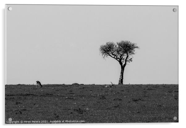 Lone Acacia Tree with Thomson's gazelle, Maasai Mara, Kenya Acrylic by Hiran Perera