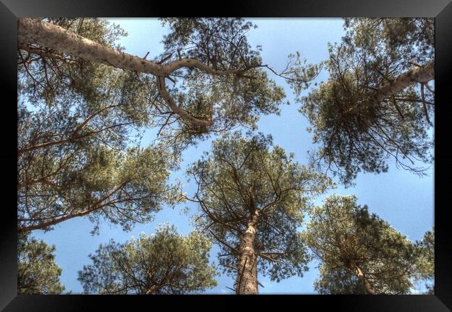 Pine Tree canopy Framed Print by Jon Fixter