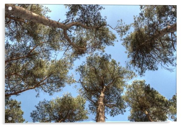 Pine Tree canopy Acrylic by Jon Fixter