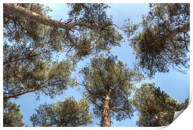 Pine Tree canopy Print by Jon Fixter