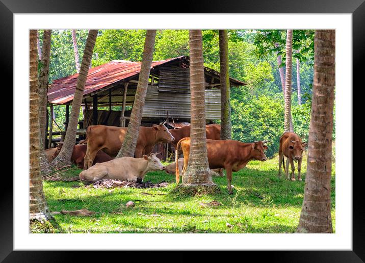 Grazing Cattle - Espiritu Santo Framed Mounted Print by Laszlo Konya