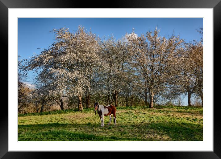 Spring Pony Framed Mounted Print by Nigel Bangert