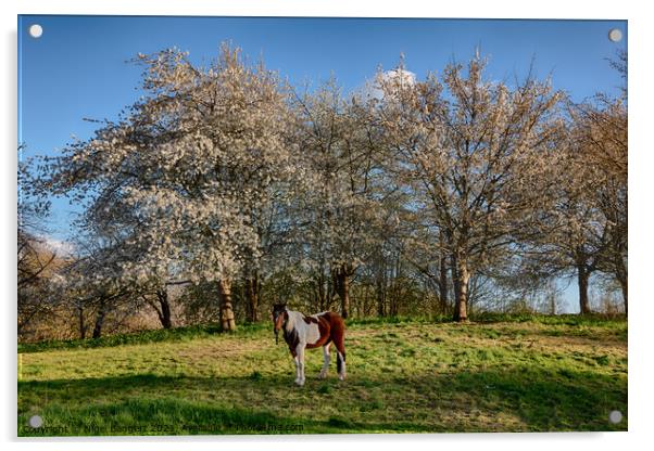 Spring Pony Acrylic by Nigel Bangert