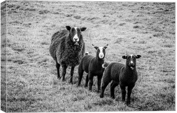 black sheep,mother and lambs Canvas Print by kathy white