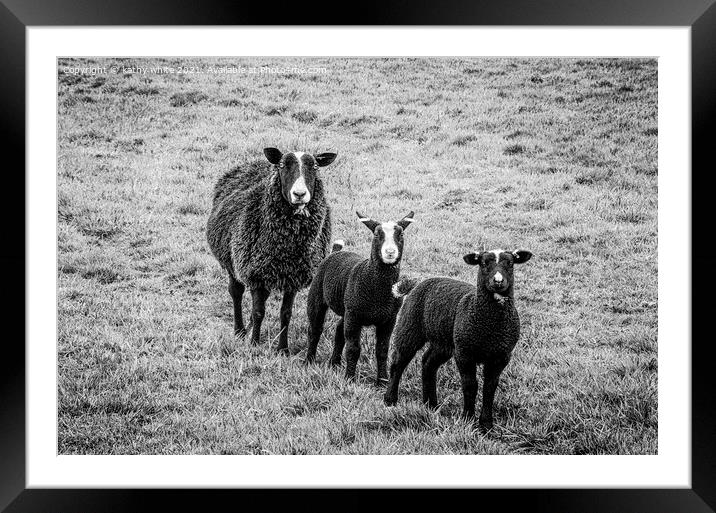 black sheep,mother and lambs Framed Mounted Print by kathy white