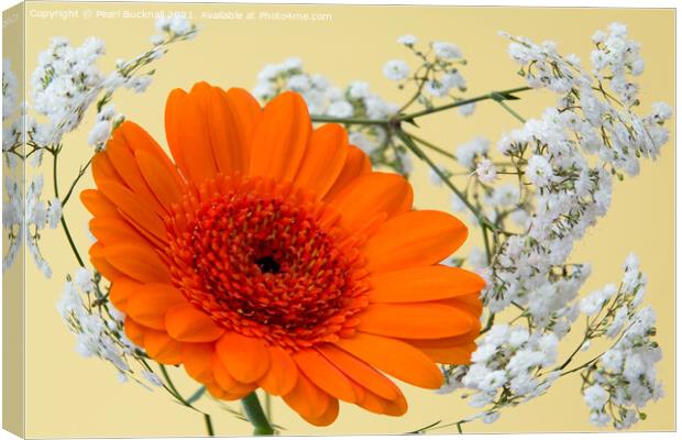 Orange Gerbera Flower and Swirl of Gypsophila Flow Canvas Print by Pearl Bucknall