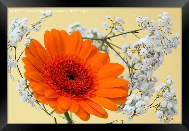 Orange Gerbera Flower and Swirl of Gypsophila Flow Framed Print by Pearl Bucknall