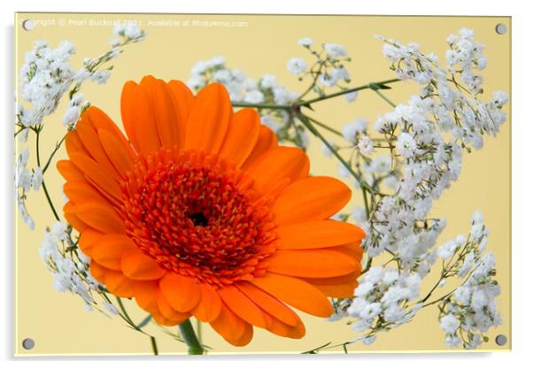 Orange Gerbera Flower and Swirl of Gypsophila Flow Acrylic by Pearl Bucknall