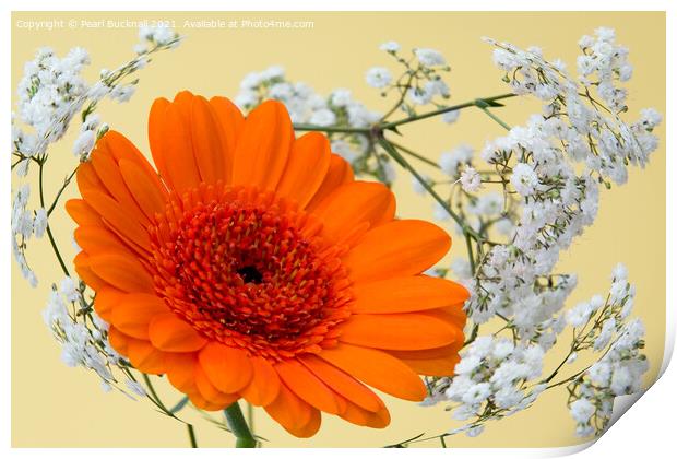 Orange Gerbera Flower and Swirl of Gypsophila Flow Print by Pearl Bucknall