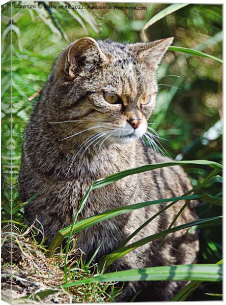 The Scottish wildcat Canvas Print by kathy white