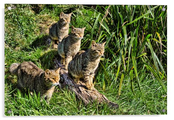 A family of The Scottish wildcats Acrylic by kathy white