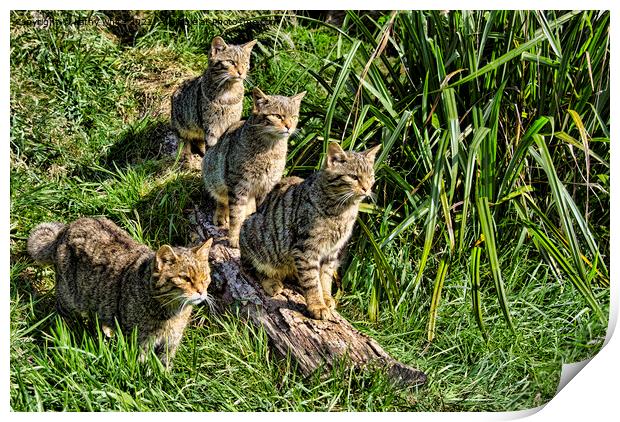 A family of The Scottish wildcats Print by kathy white