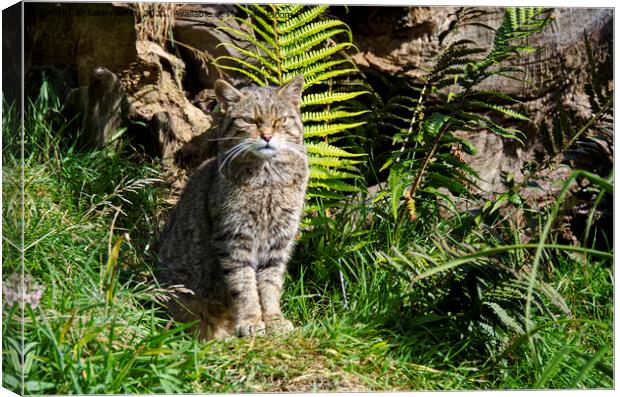  Scottish wildcat Canvas Print by kathy white