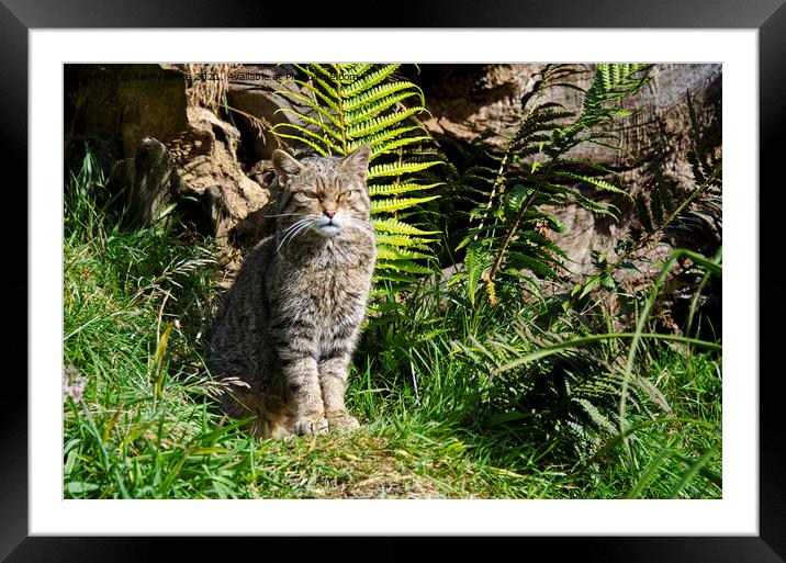  Scottish wildcat Framed Mounted Print by kathy white