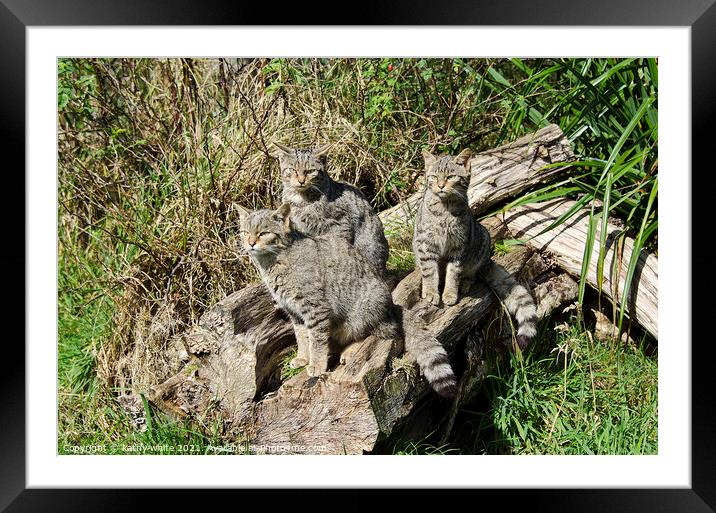 Scottish wildcat kittens Framed Mounted Print by kathy white