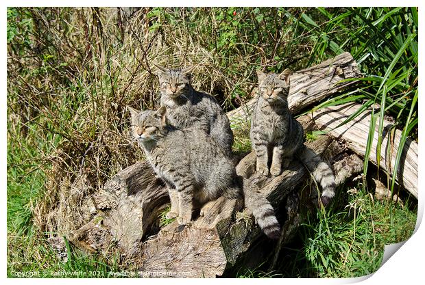 Scottish wildcat kittens Print by kathy white