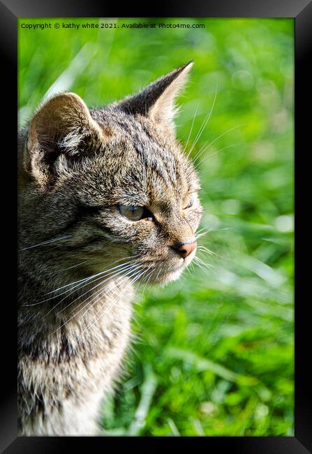 Scottish wildcat, beautiful cat Framed Print by kathy white
