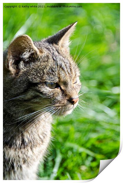 Scottish wildcat, beautiful cat Print by kathy white