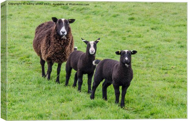 black sheep with two black lambs  Canvas Print by kathy white