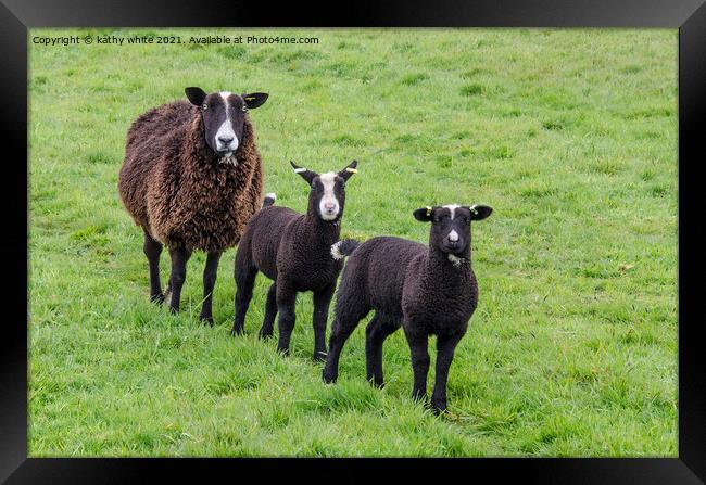 black sheep with two black lambs  Framed Print by kathy white