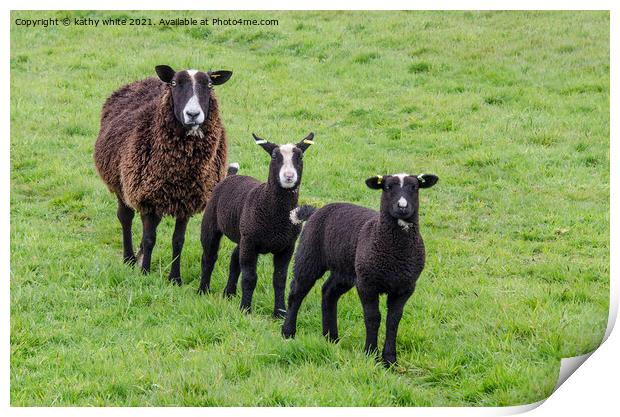 black sheep with two black lambs  Print by kathy white