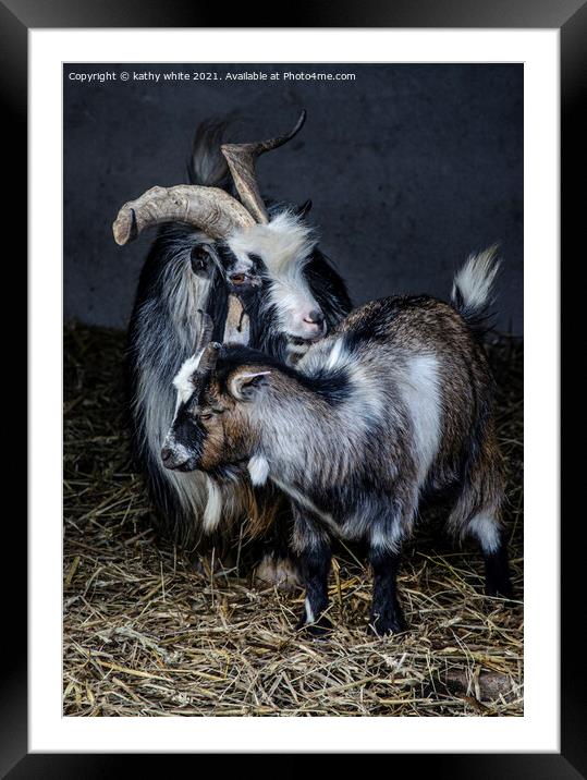 Two beautiful goats Framed Mounted Print by kathy white