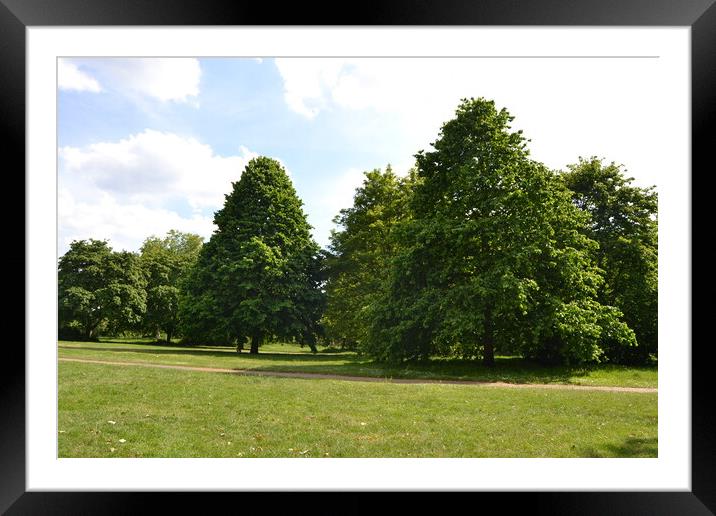 Trees in Knowle Park Framed Mounted Print by John Bridge