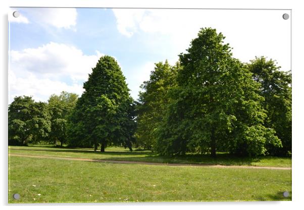 Trees in Knowle Park Acrylic by John Bridge