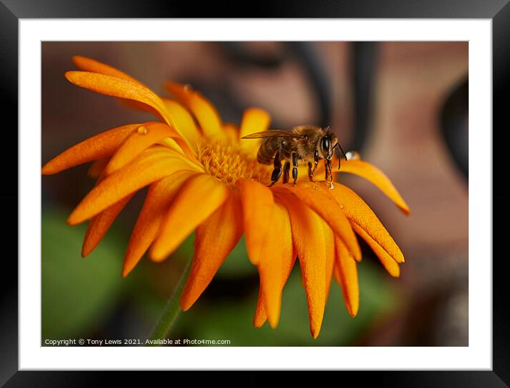 Summer buzz Framed Mounted Print by Tony Lewis