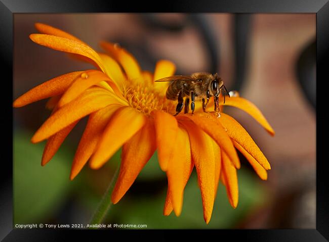 Summer buzz Framed Print by Tony Lewis
