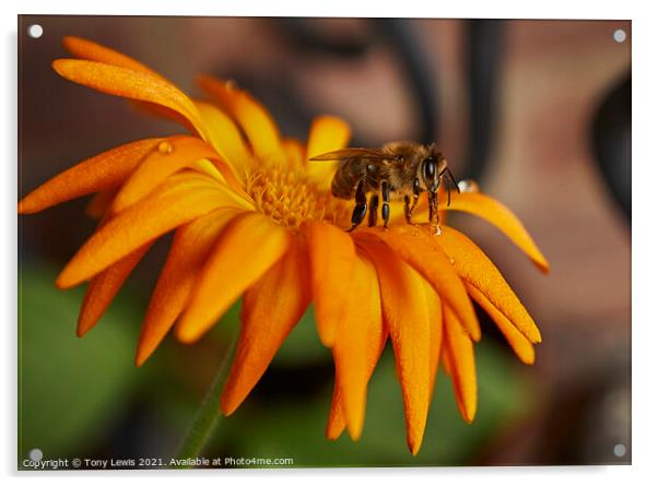 Summer buzz Acrylic by Tony Lewis