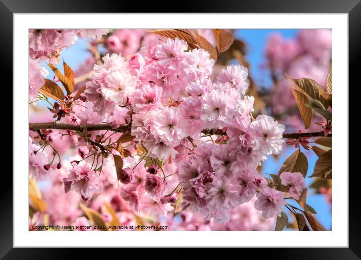 Cherry Blossom Framed Mounted Print by Helkoryo Photography