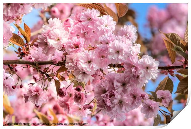 Cherry Blossom Print by Helkoryo Photography