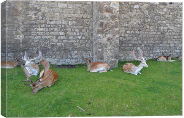 Resting Deer Canvas Print by John Bridge